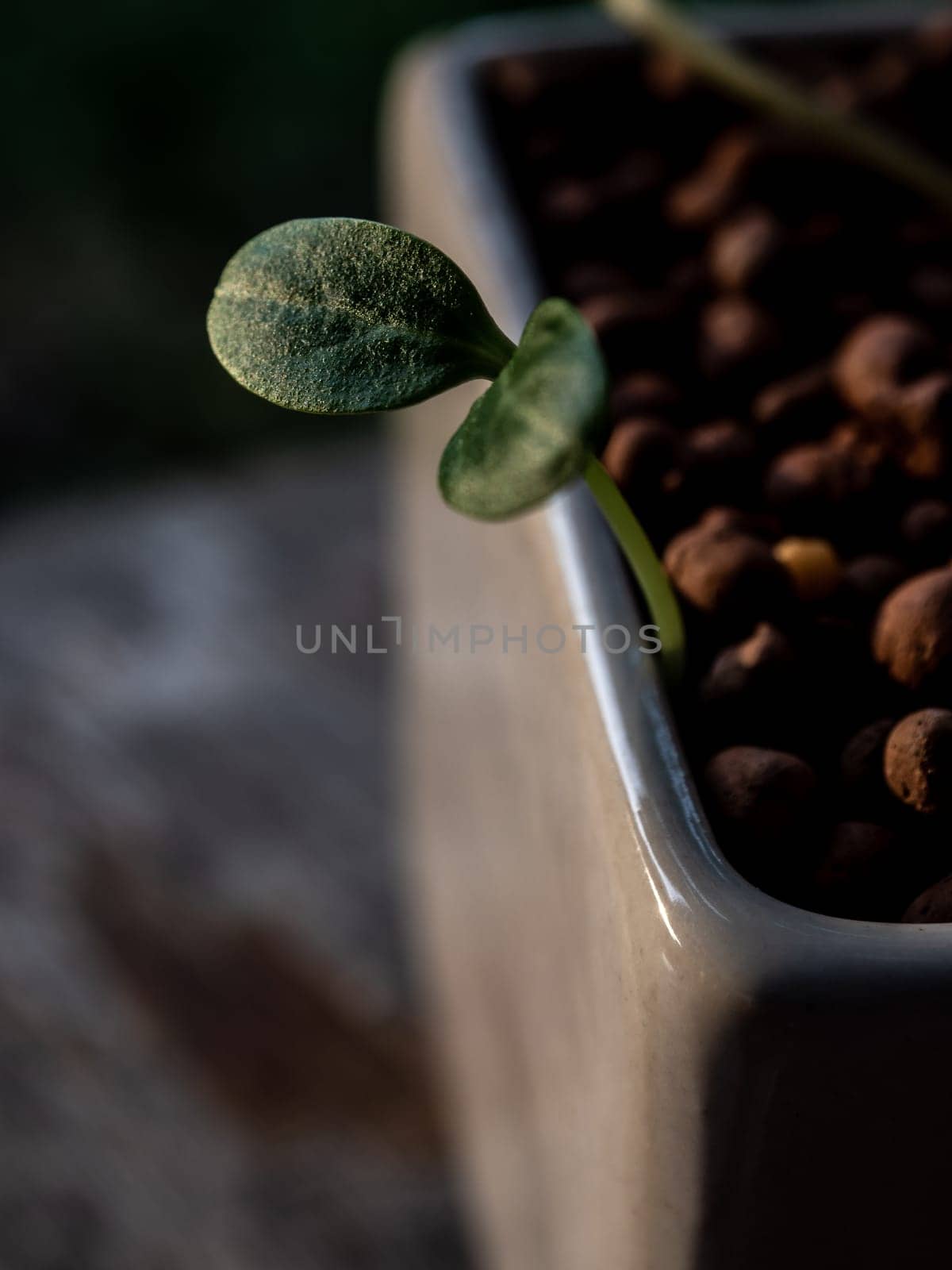 Young seedlings of weed growth in the pot by Satakorn