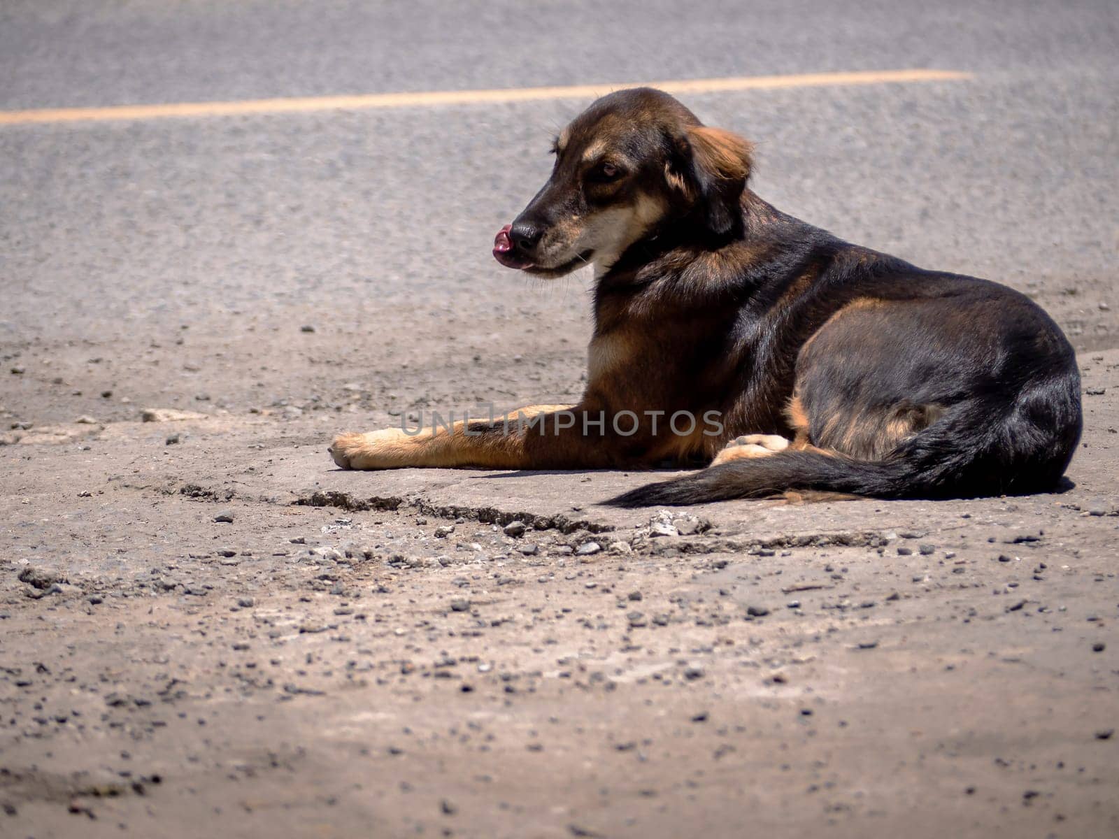 A dog is waiting for its owner on the side of the road by Satakorn