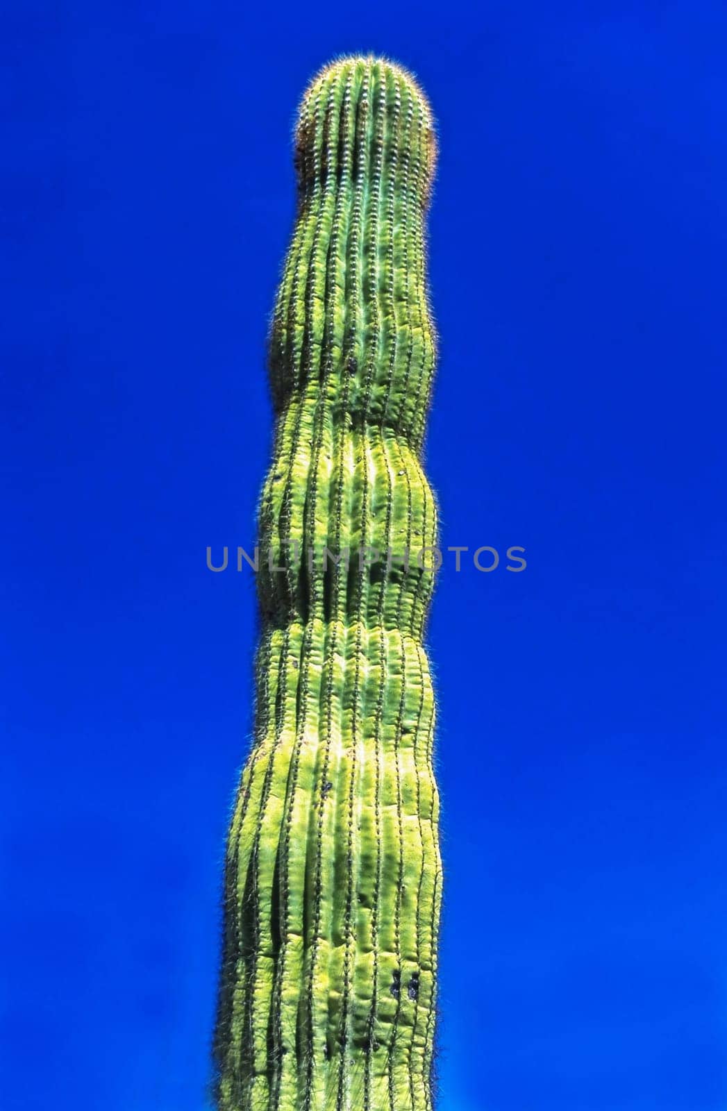 Giant Saguaro cactus in Arizona desert