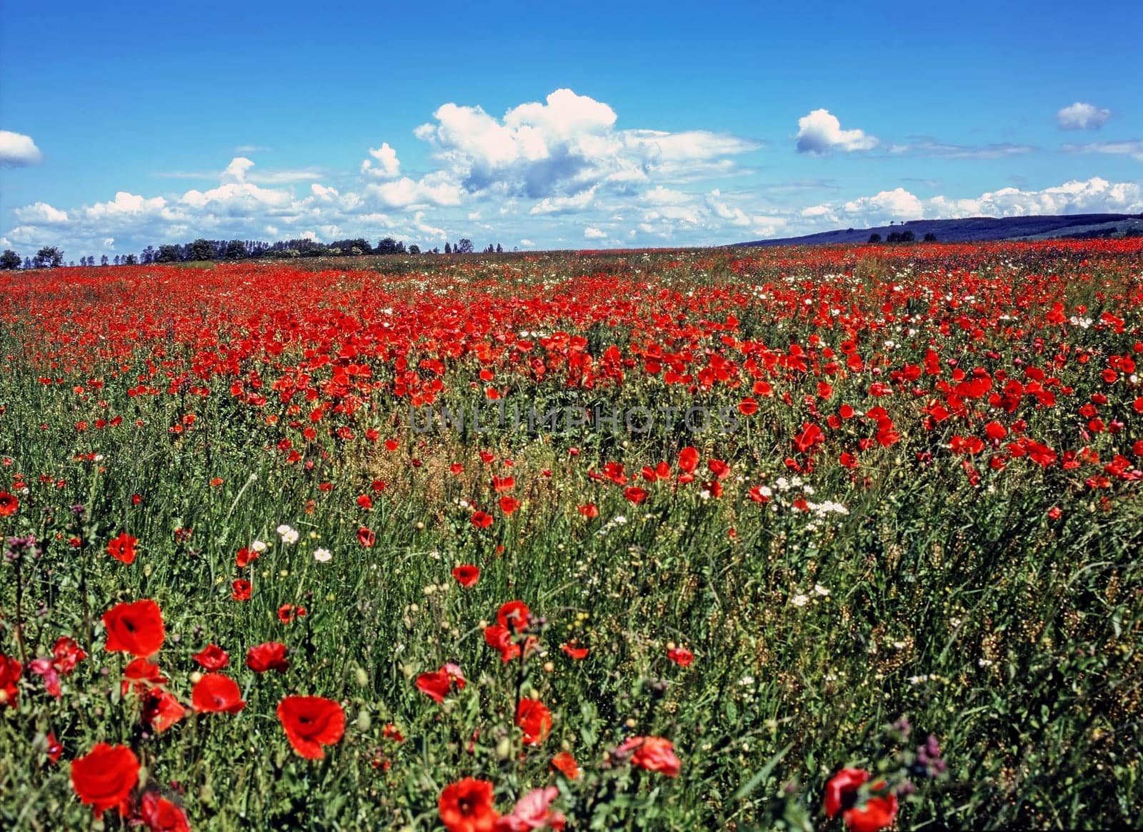 Blooming poppy field