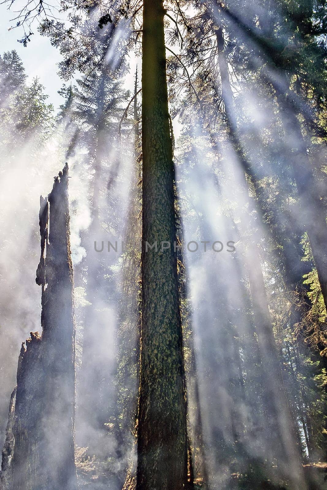 Smoke in forest by jol66