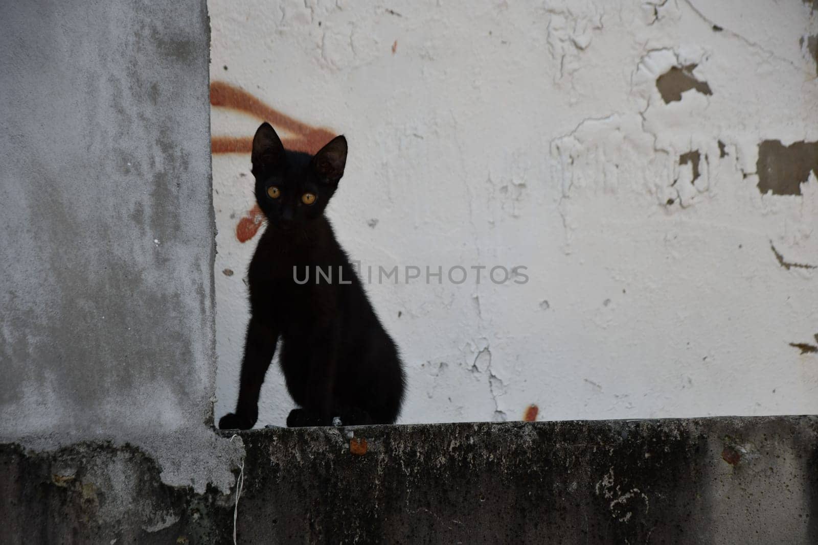 Young black young cat roaming on a wall in Tainan, Taiwan