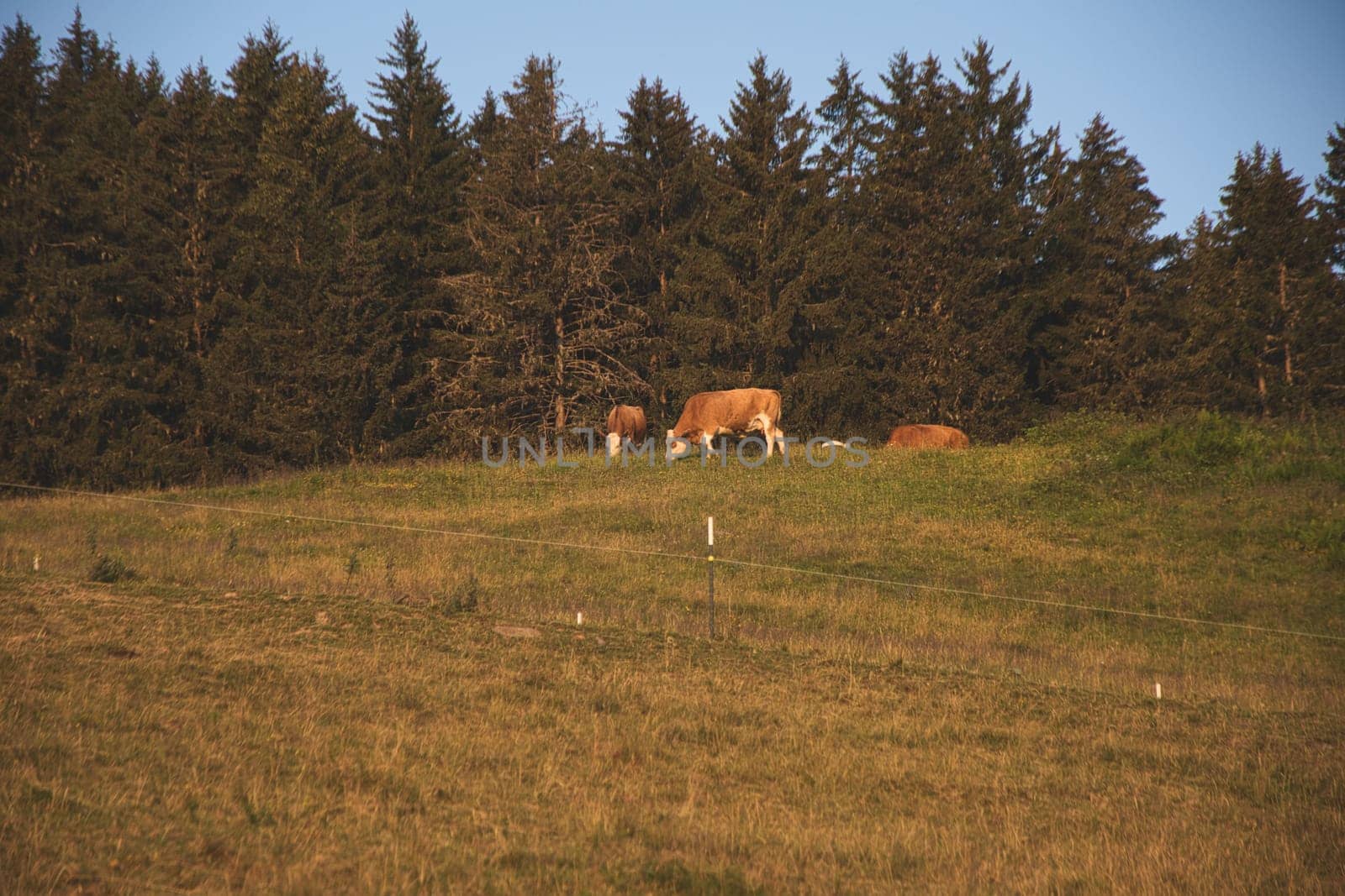 Beautiful shot of brown cows grazing on an alpine meadow near Saalfelden in Salzburg, Austria