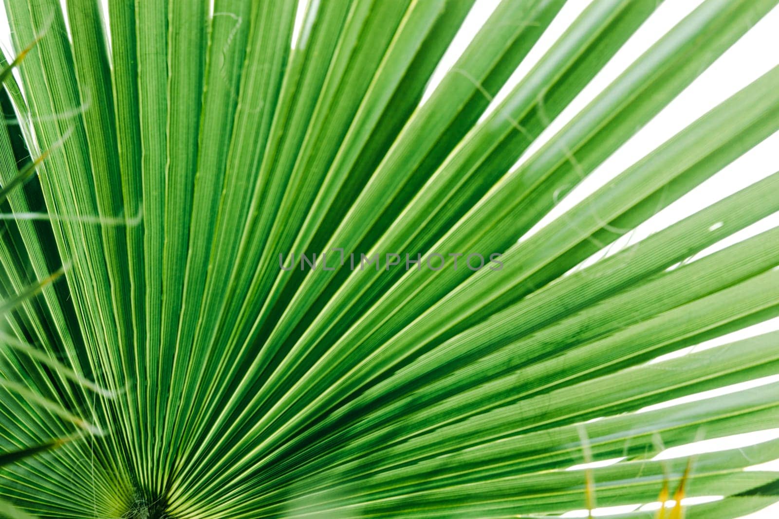 Green palm leaves, natural background