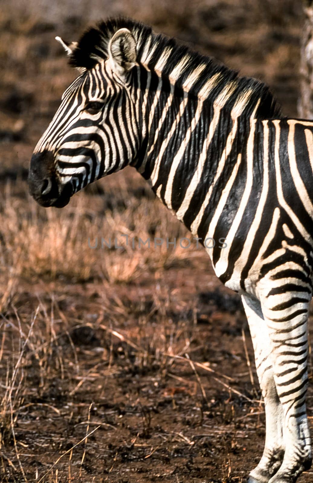 Plains Zebra, (Equus burchellii), Kruger National Park, Mpumalanga, South Africa, Africa