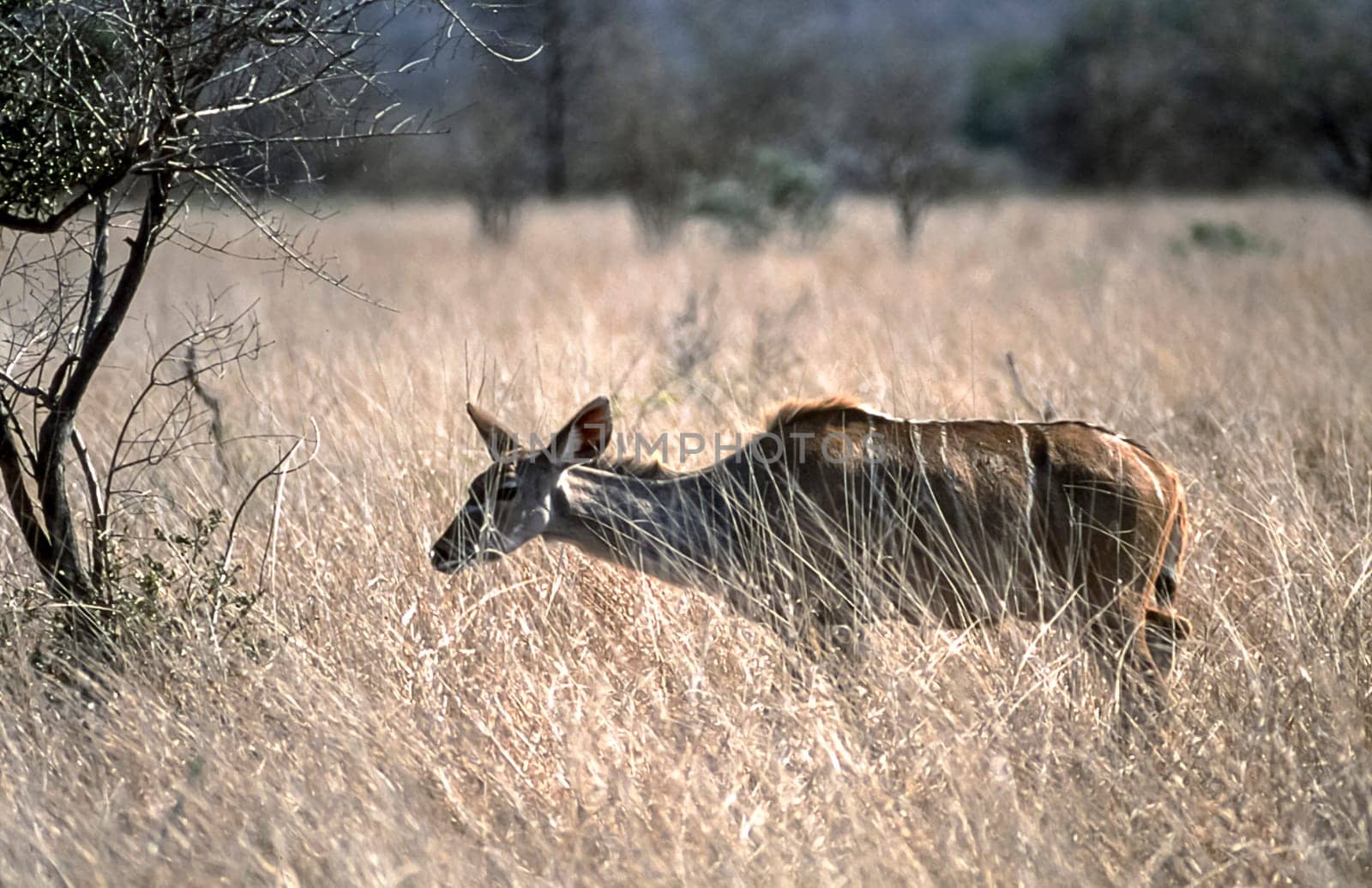 Kudu, (Tragelaphus strepsiceros), Kruger National Park, Mpumalanga, South Africa, Africa
