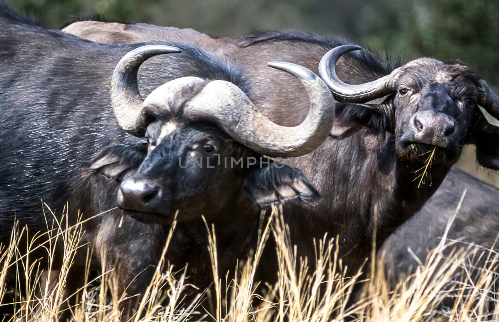Buffalo, (Syncerus caffer), Kruger National Park, Mpumalanga, South Africa, Africa