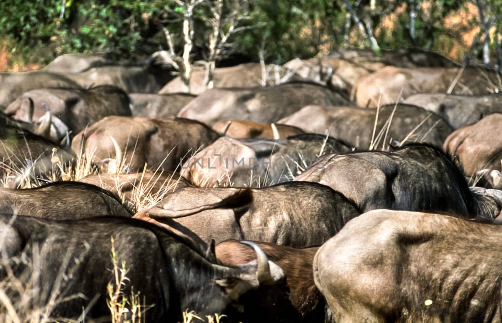 Buffalo, (Syncerus caffer), Kruger National Park, Mpumalanga, South Africa, Africa