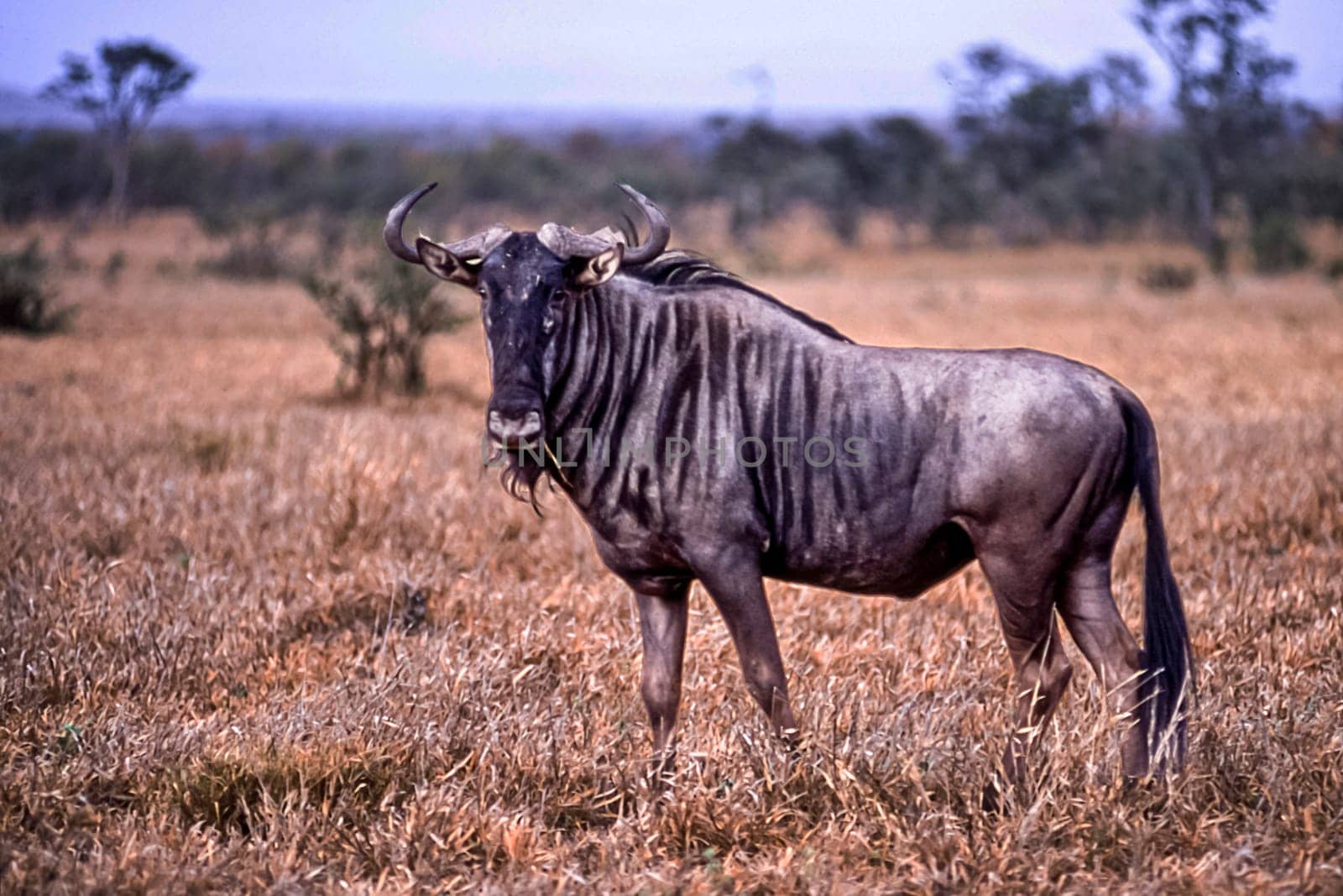 Blue Wildebeest, (Connochaetes taurinus), Kruger National Park, Mpumalanga, South Africa, Africa