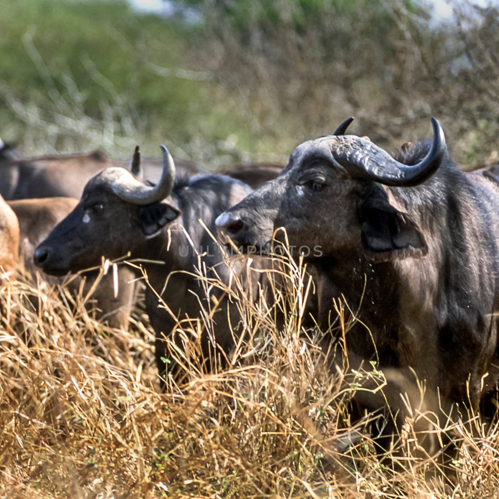 Buffalo, (Syncerus caffer), Kruger National Park, Mpumalanga, South Africa, Africa