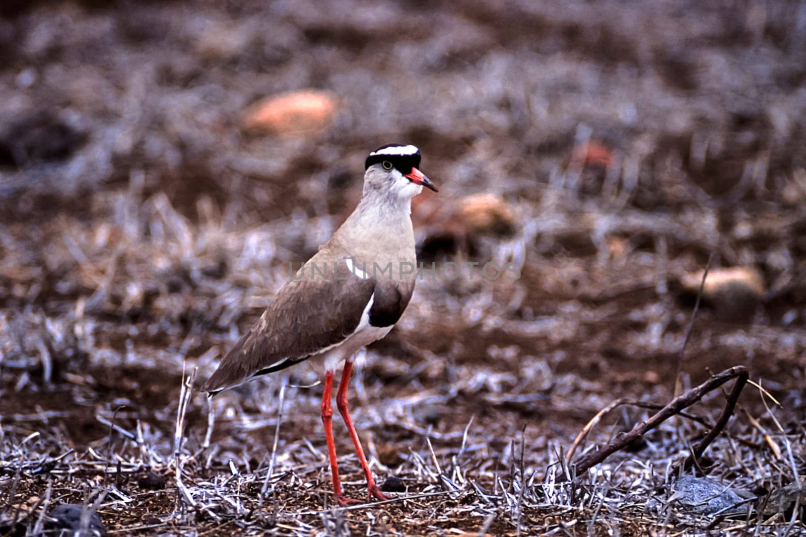 Crowned Plover, (Vanellus coronatus), Kruger National Park, Mpumalanga, South Africa, Africa