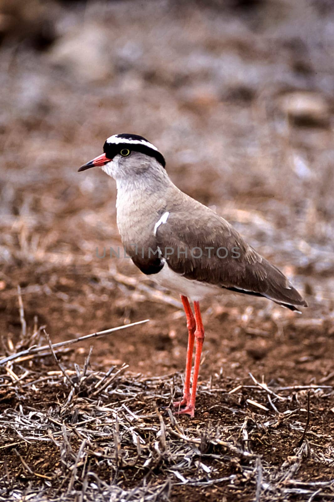 Crowned Plover, (Vanellus coronatus), Kruger National Park, Mpumalanga, South Africa, Africa