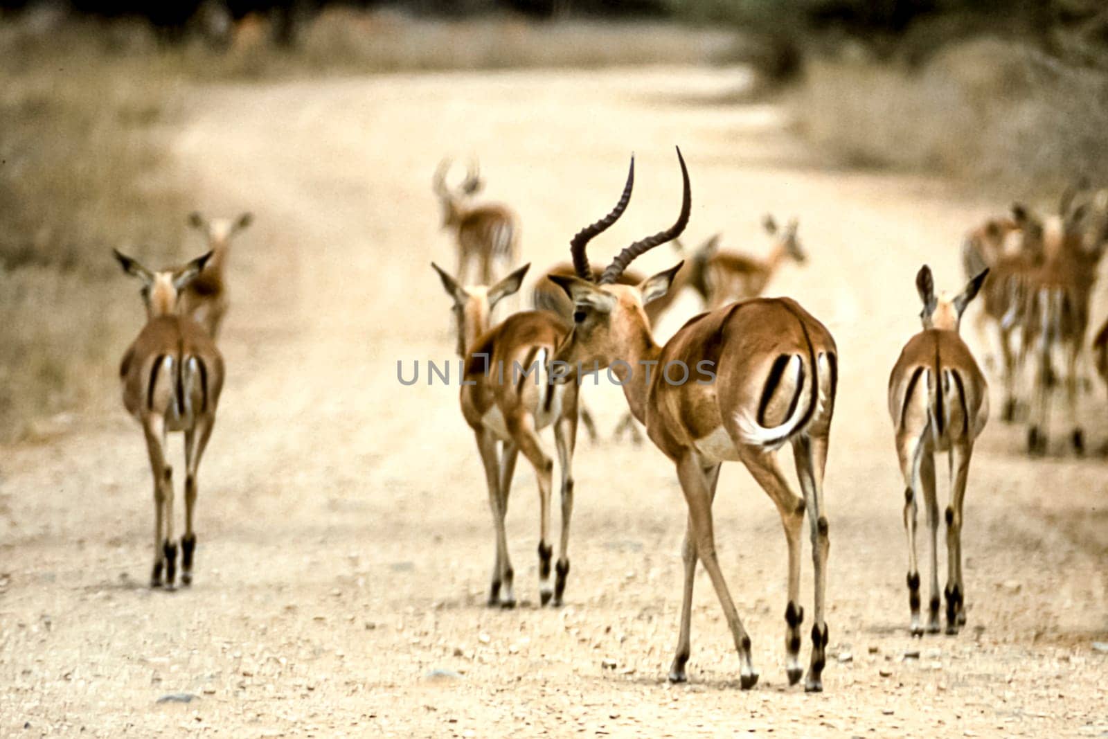 Impala, (Aepyceros melampus), Kruger National Park, Mpumalanga, South Africa, Africa