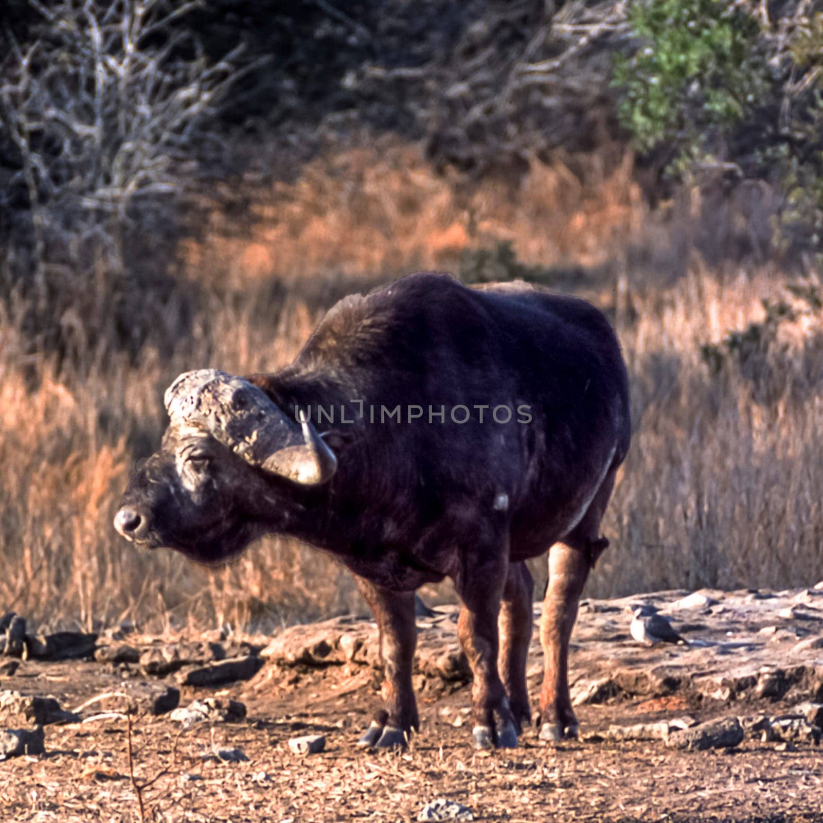 Buffalo, (Syncerus caffer), Kruger National Park, Mpumalanga, South Africa, Africa