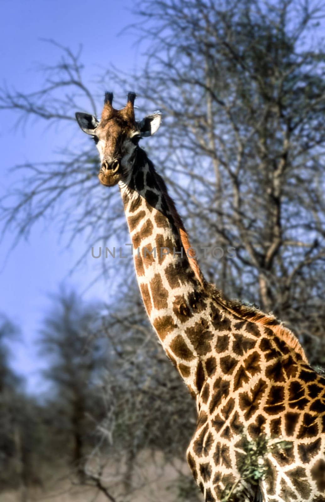 Giraffe, (Giraffa camelopardalis), Kruger National Park, Mpumalanga, South Africa, Africa