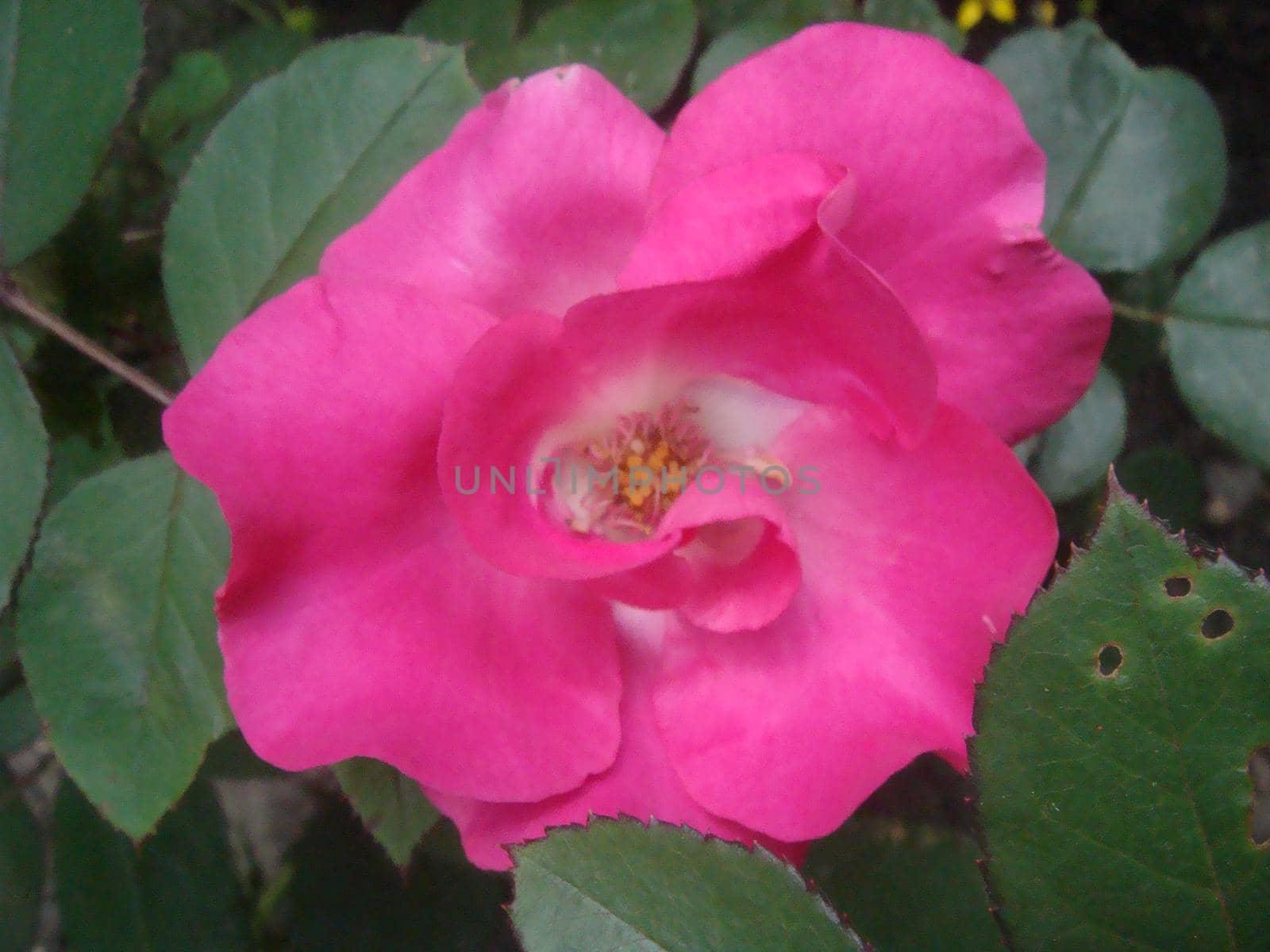 Close-up Beautiful pink rose in a garden. by NatalyArt