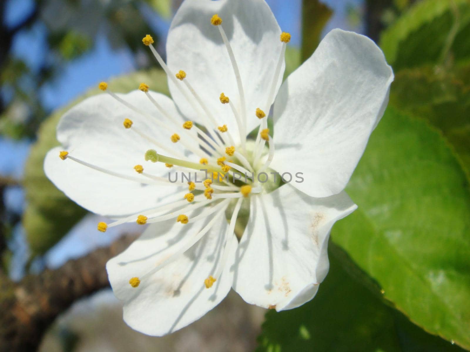 Blossoming of cherry flowers in spring time with green leaves, natural floral seasonal background. Flowering tree - Spring in city park - natural background, texture