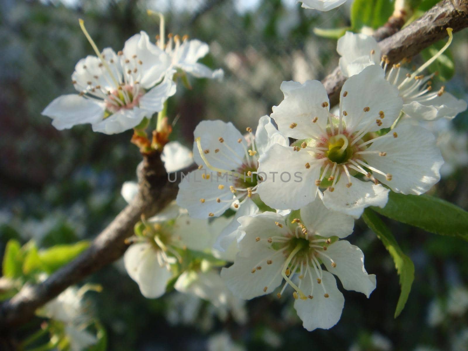 White spring cherry blossoms. Flowering. Foreground defocused