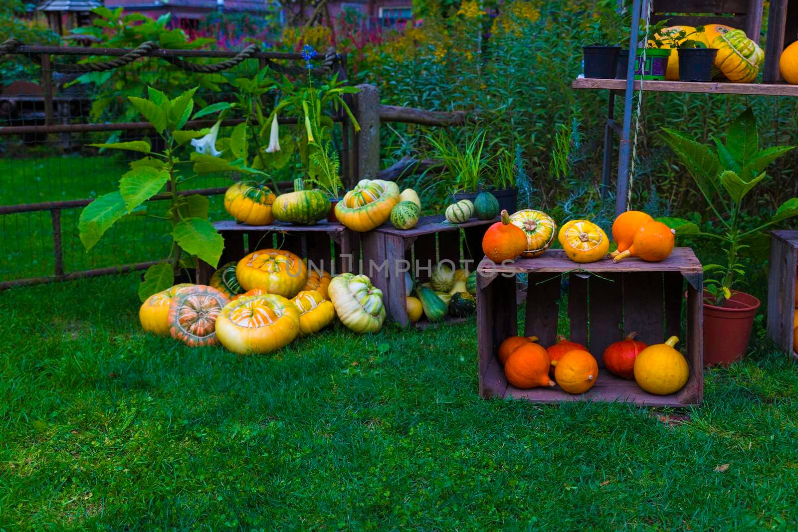 groupo of pumpkins as decoration in a garden in and on a wooden vegetable box on a field of green grass