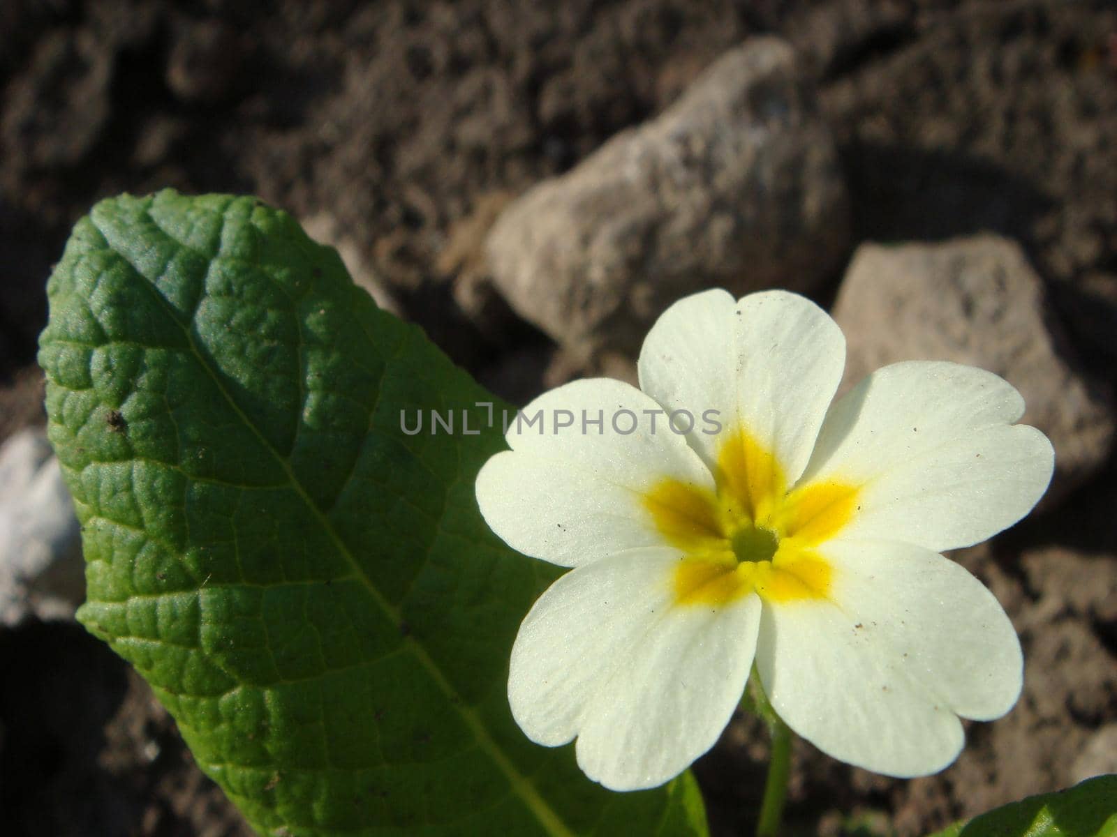 White flowers of primroses (primula) vulgaris or English primrose spring bloom in the garden. Delicate petals and stamens which attract bees to the garden searching for pollen in springtime.