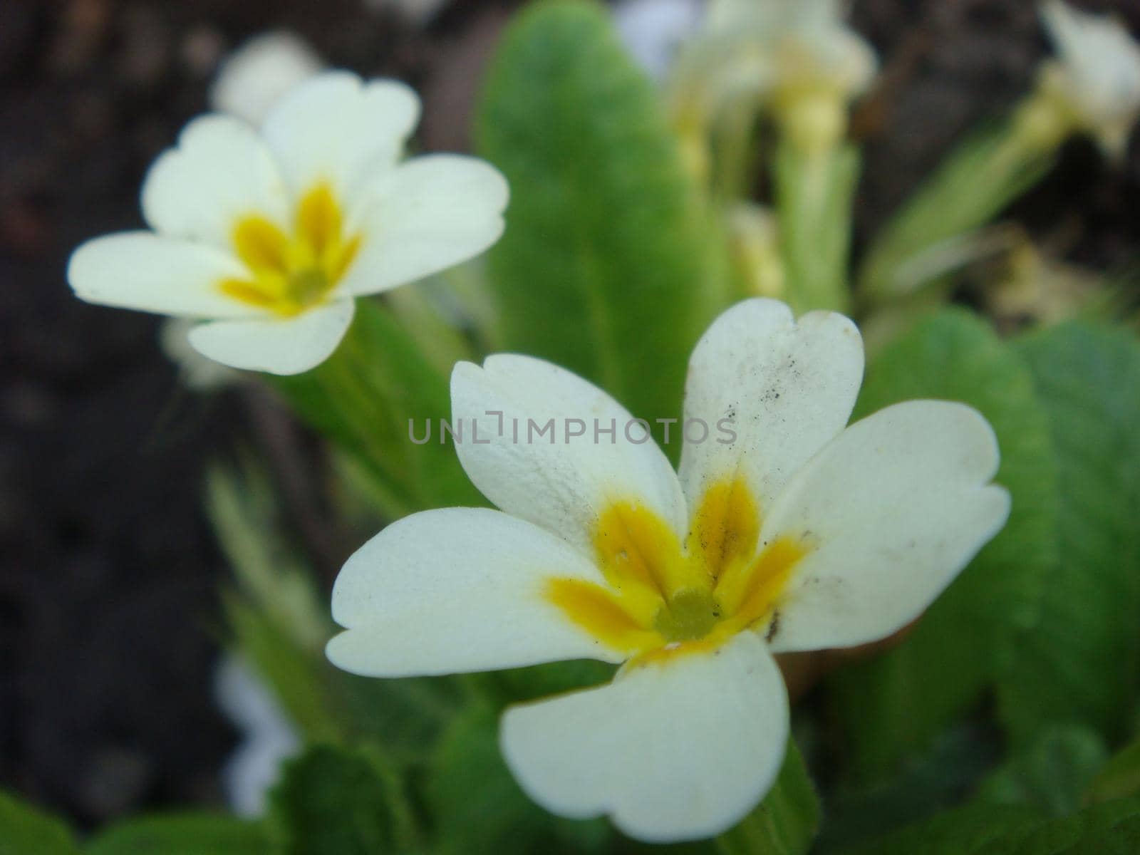 White flowers of primroses (primula) vulgaris or English primrose spring bloom in the garden. Delicate petals and stamens which attract bees to the garden searching for pollen in springtime.