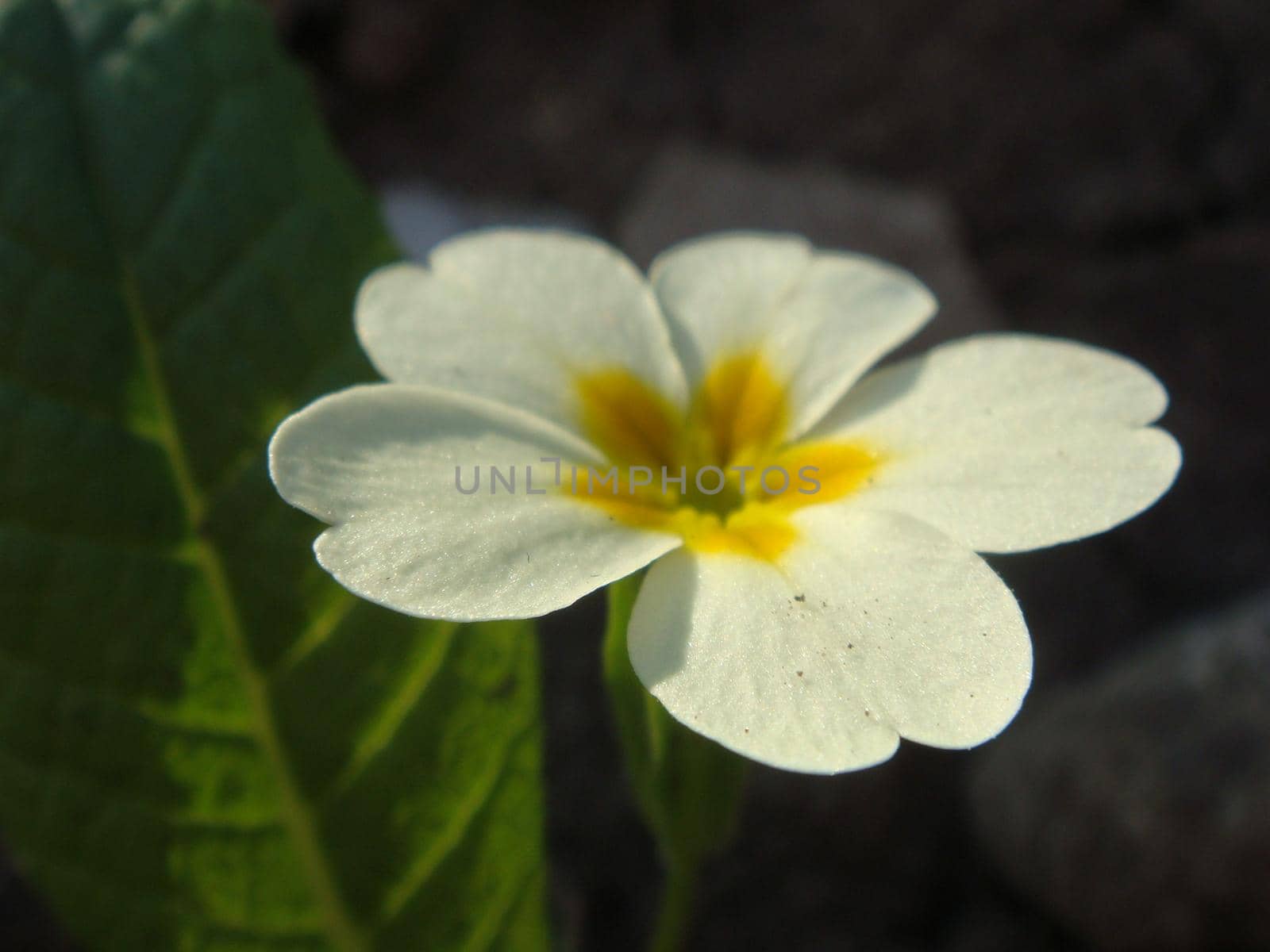 White flowers of primroses (primula) vulgaris or English primrose spring bloom in the garden. Delicate petals and stamens which attract bees to the garden searching for pollen in springtime.