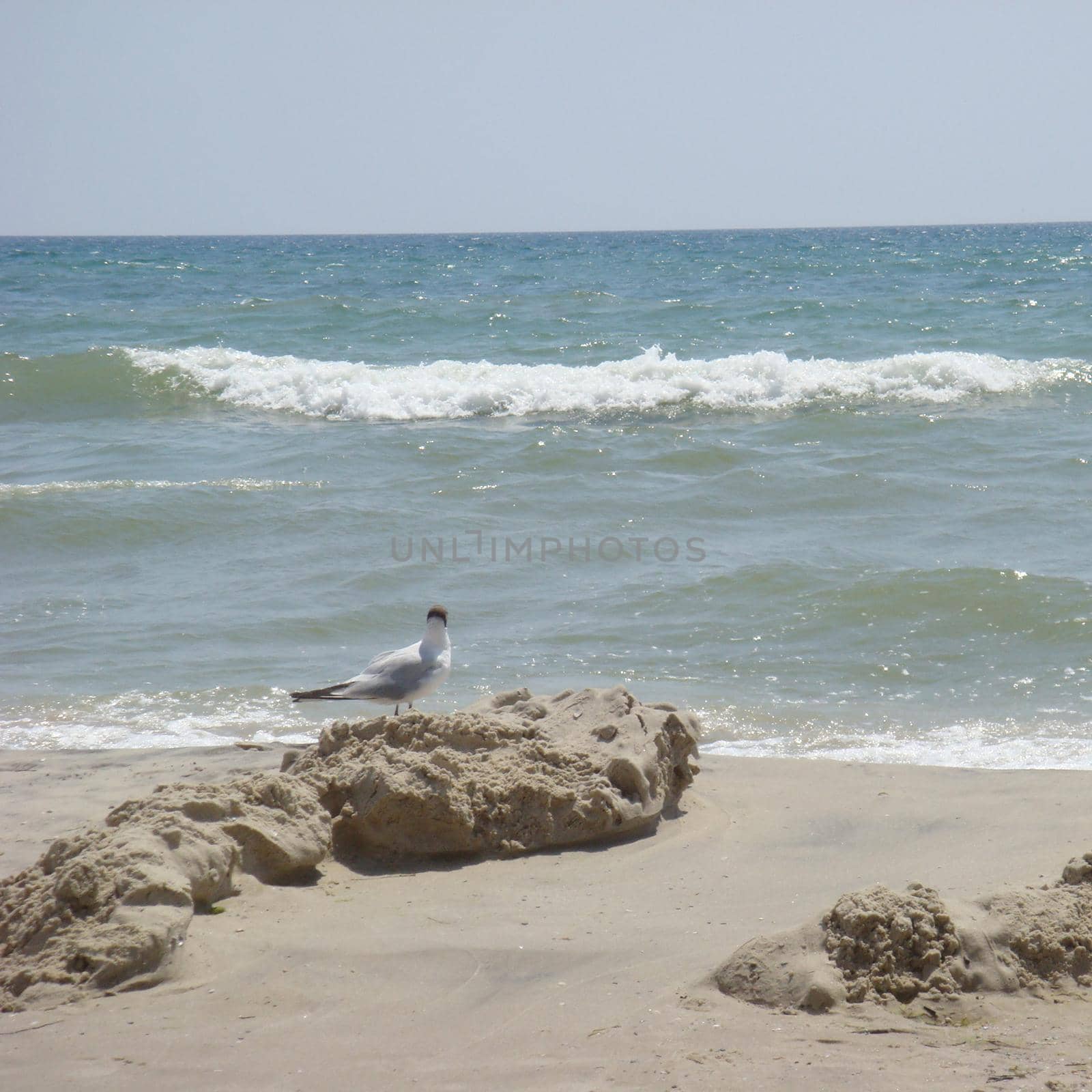 Sea gull standing on his feet on the beach. View of white birds seagulls walking by the beach against natural blue water background. Concept tourism, leisure at sea, summer time