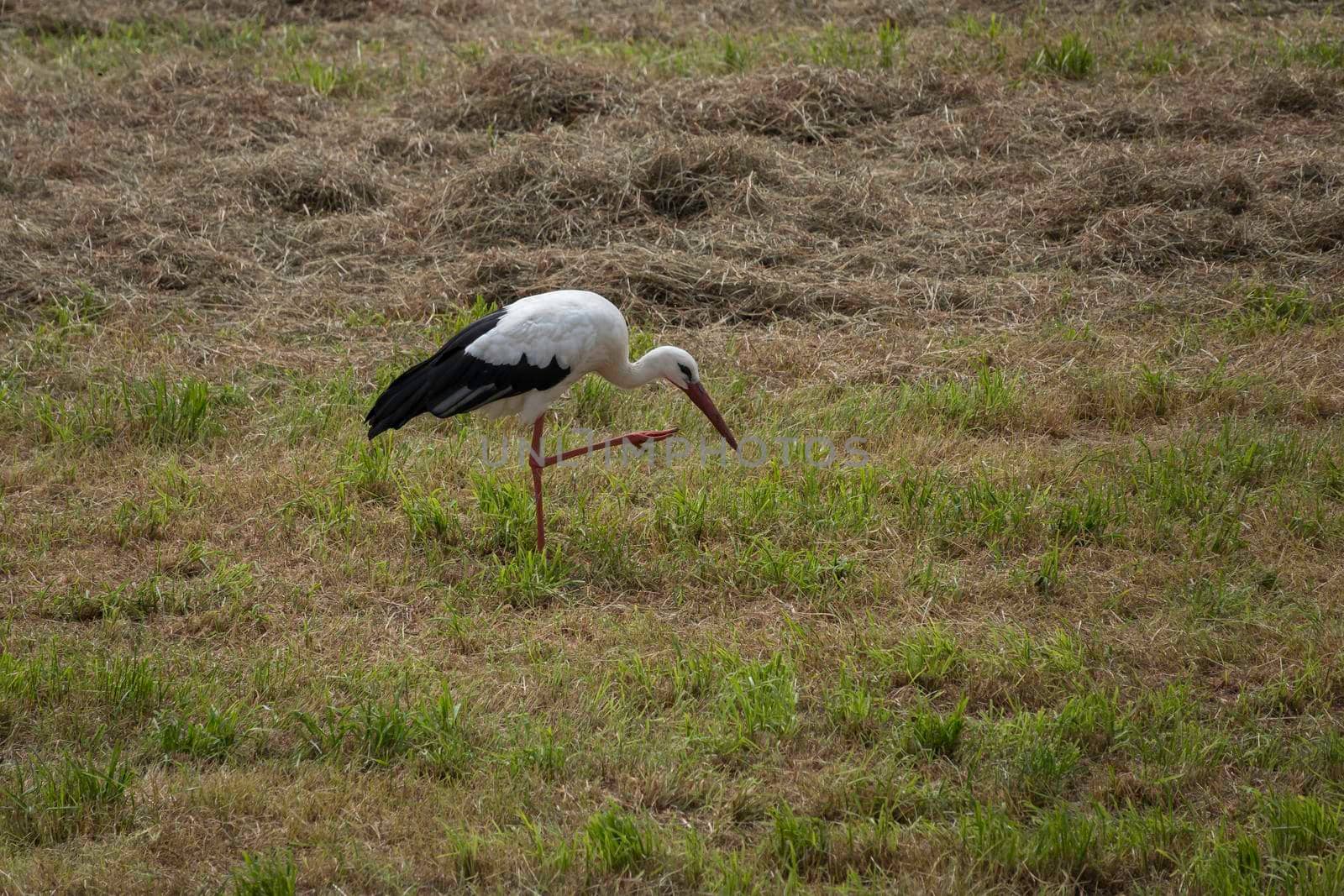 black and white stork bird by compuinfoto