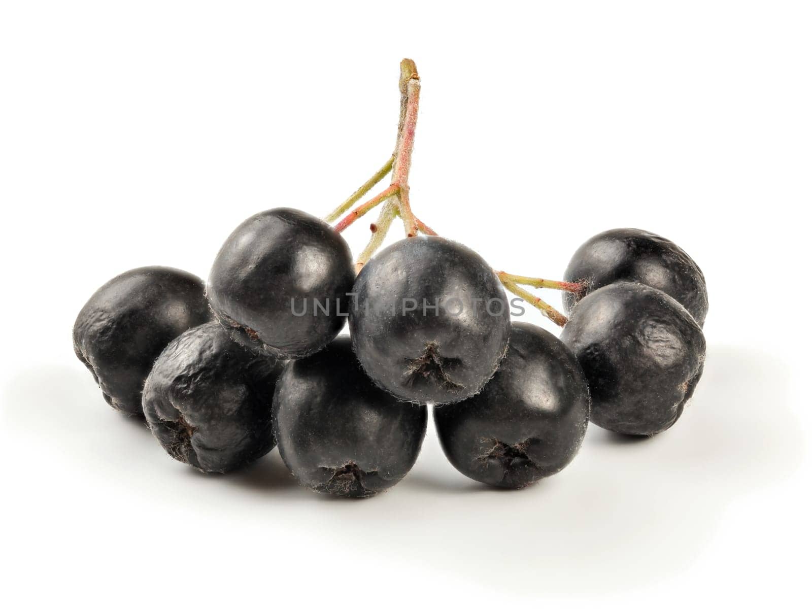 Aronia (chokeberry) fruits on stem, isolated on white background.