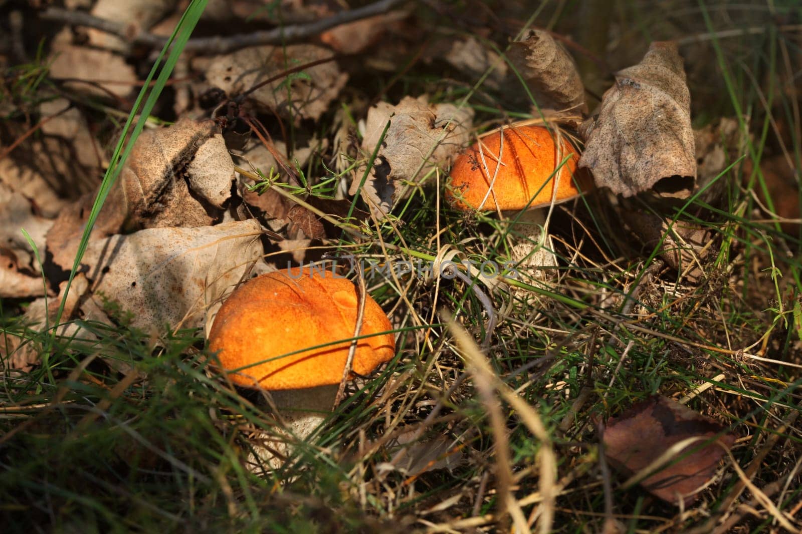 Two red capped scaber stalks (Leccinum aurantiacum / albostipitatum) in low dry forest grass, lit by afternoon sun