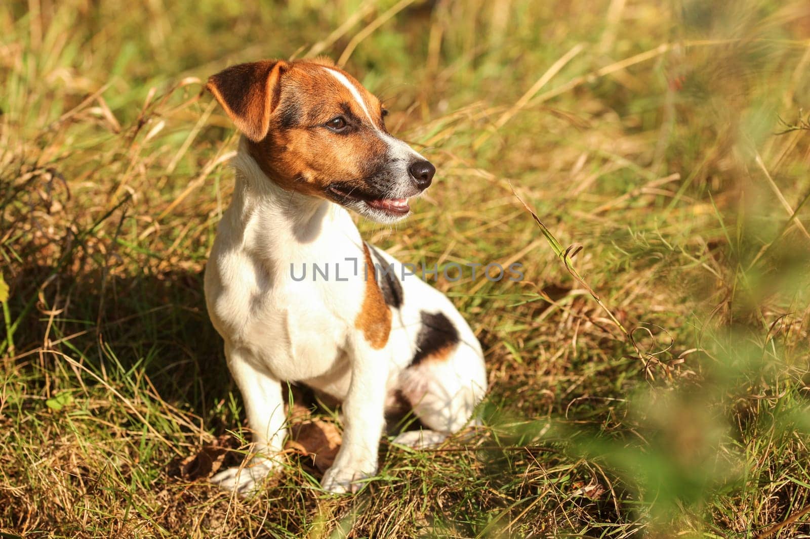 Jack Russell terrier puppy sitting in low grass looking to side, afternoon sun shining on her.