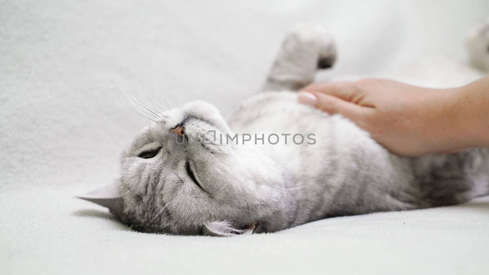 Scottish straight-eared cat lies on its back. The cat is upside down, the hand strokes the cat