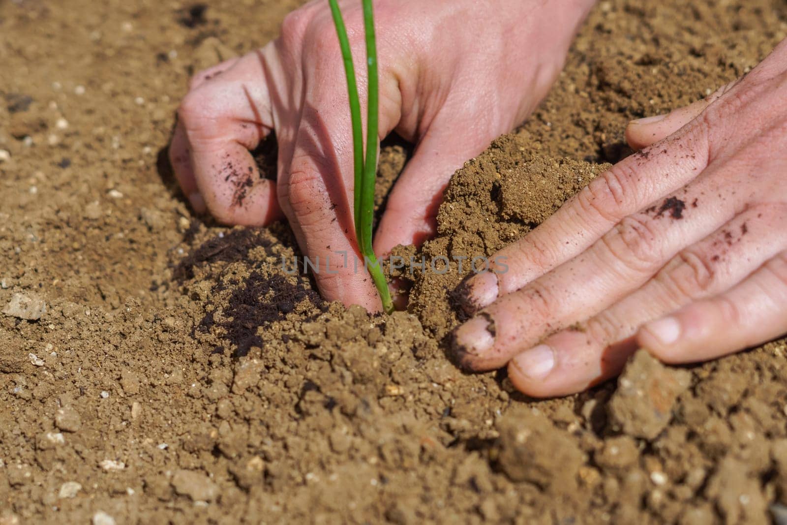 Farmer planting onion seedlings in organic garden by joseantona