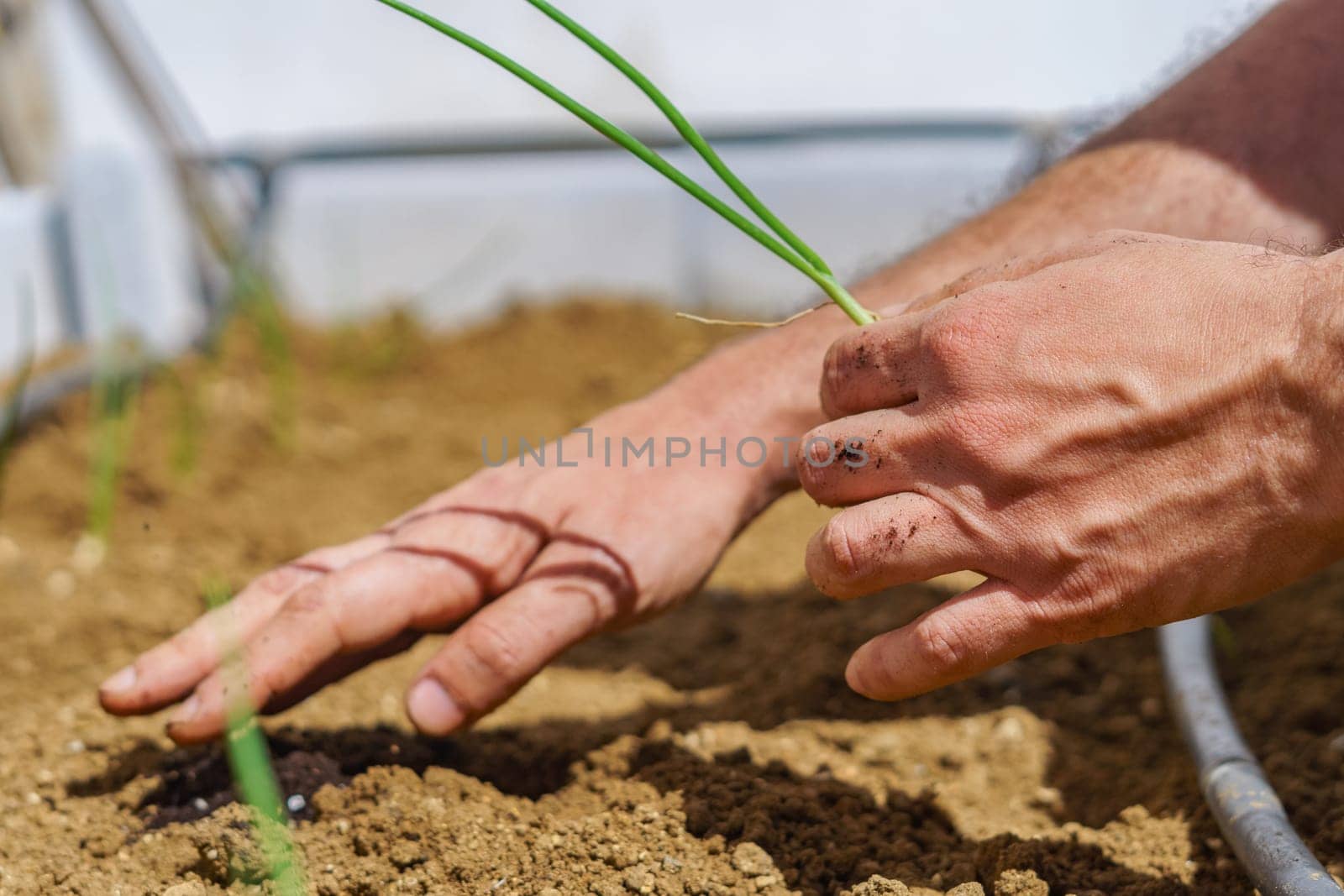 Farmer planting onion seedlings in organic garden by joseantona