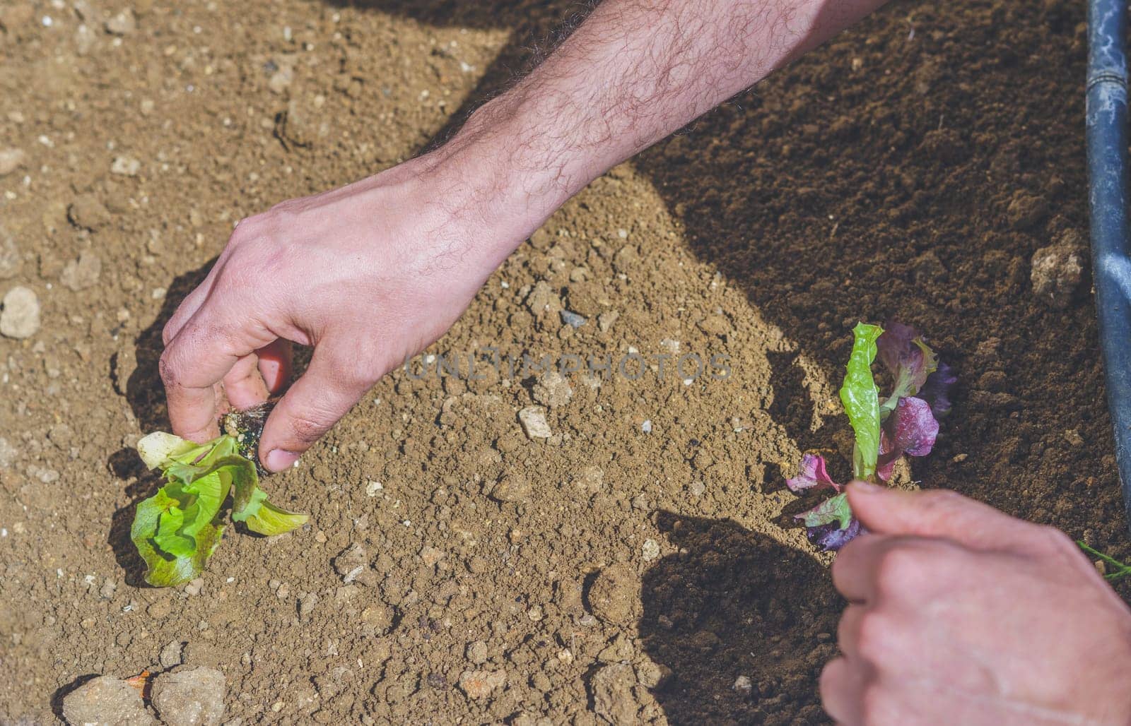 close-up of a man's hands planting lettuce in an organic garden