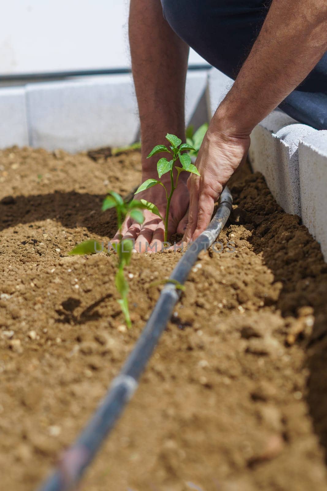 Farmer planting young seedlings of tomato in the organic garden by joseantona