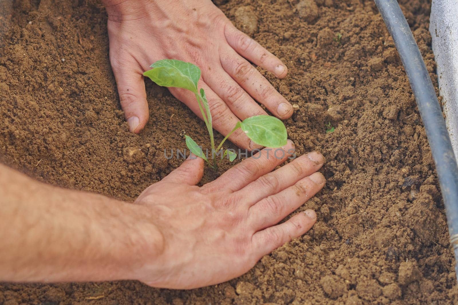 man planting a cucumber plant in his organic vegetable garden with his hands by joseantona