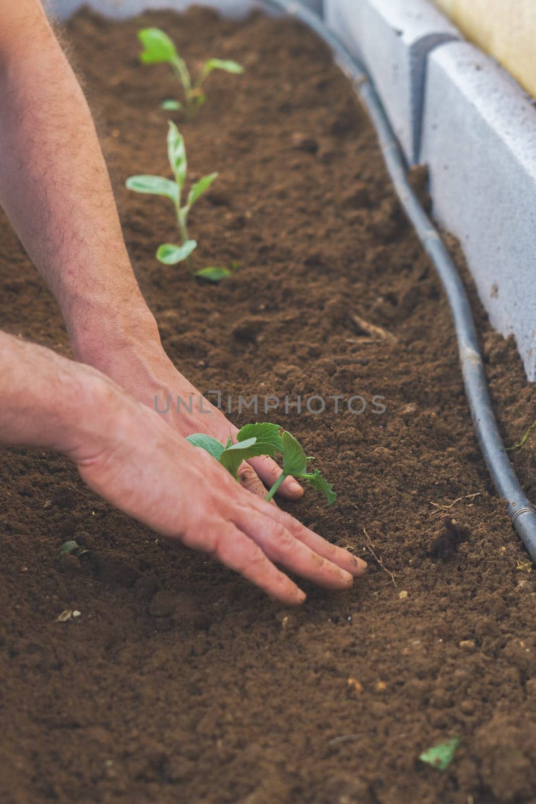 man planting a cucumber plant in his organic vegetable garden with his hands by joseantona