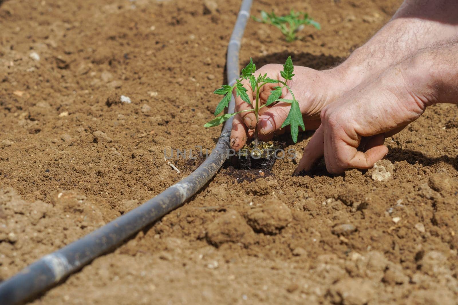 close-up of a young farmer planting tomatoes in the organic garden