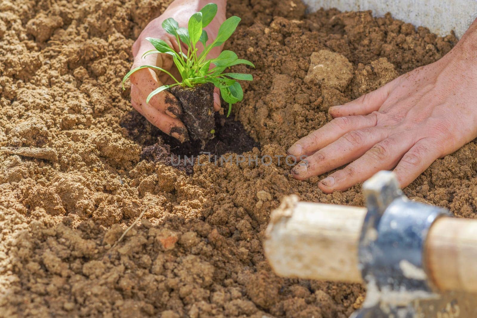 close-up of a farmer's hands planting a small spinach plant in an organic vegetable garden with a hoe