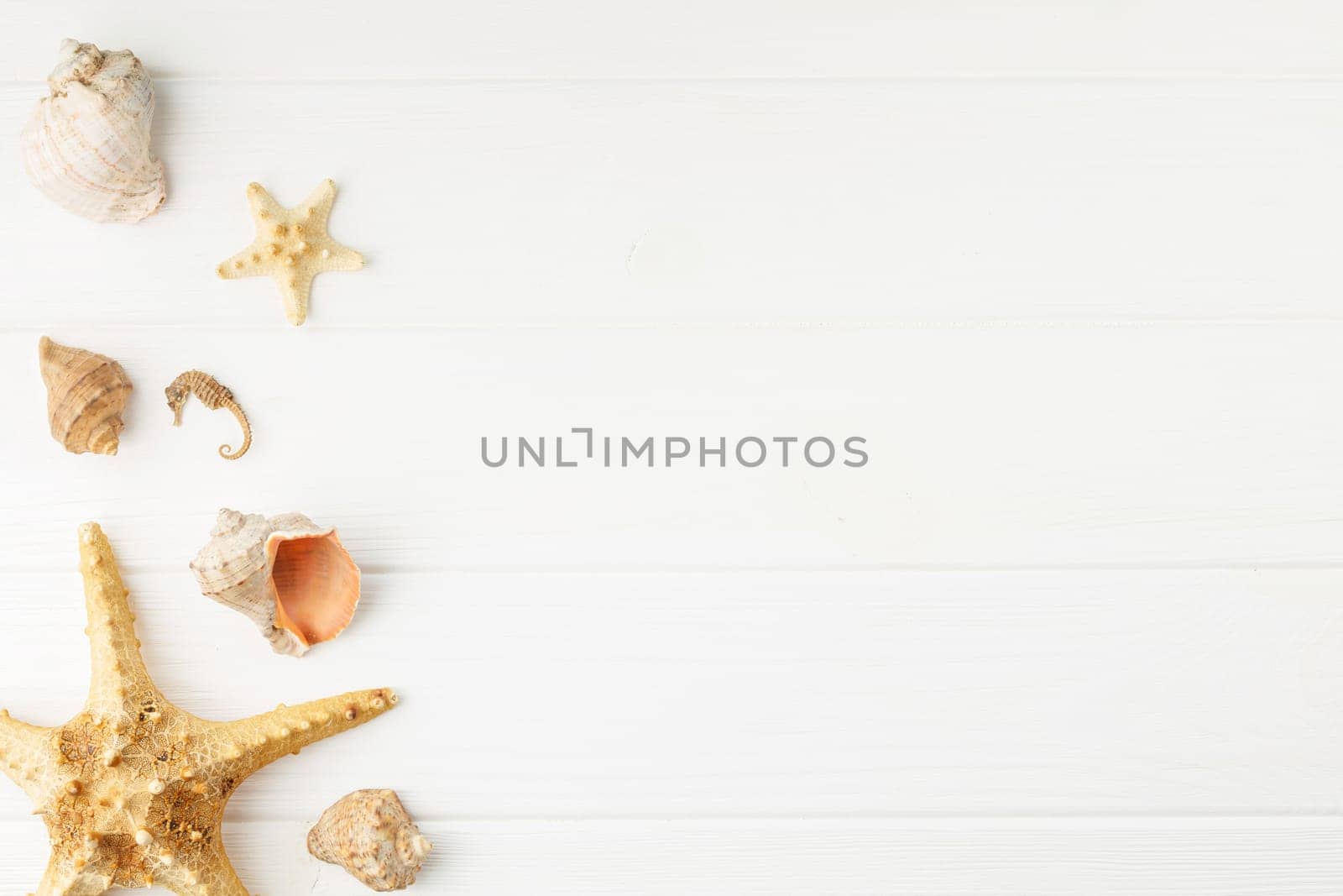 Sea coast banner. Seashells and starfish on white wooden background. Top view. Beach vacation concept. Seahorse and mollusc souvenir. Flat lay.