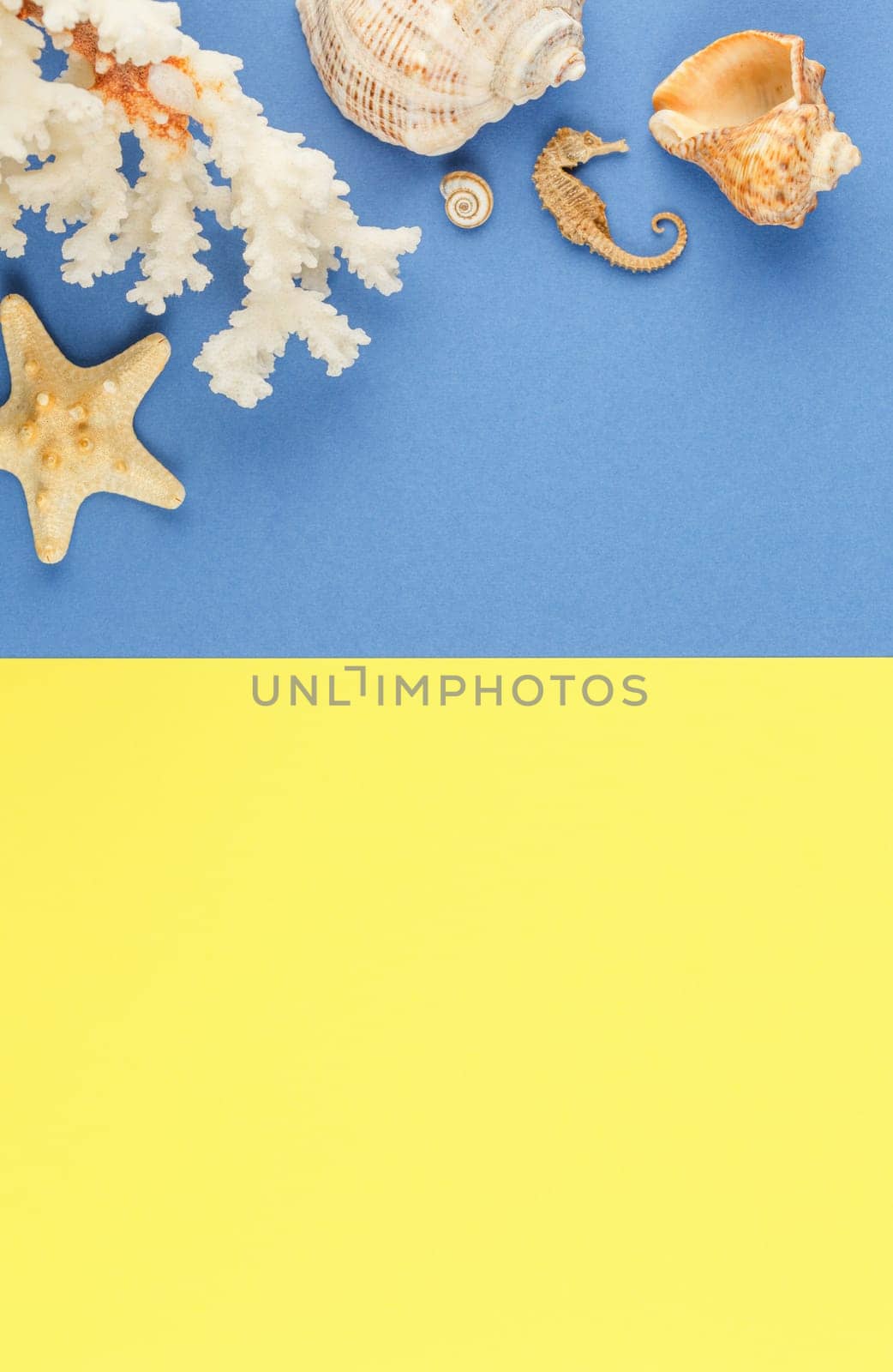 Seashells of sea molluscs with starfish on blue and yellow background. Photo top view with copyspace. Concept of a beach holiday on the coast. Flat lay.