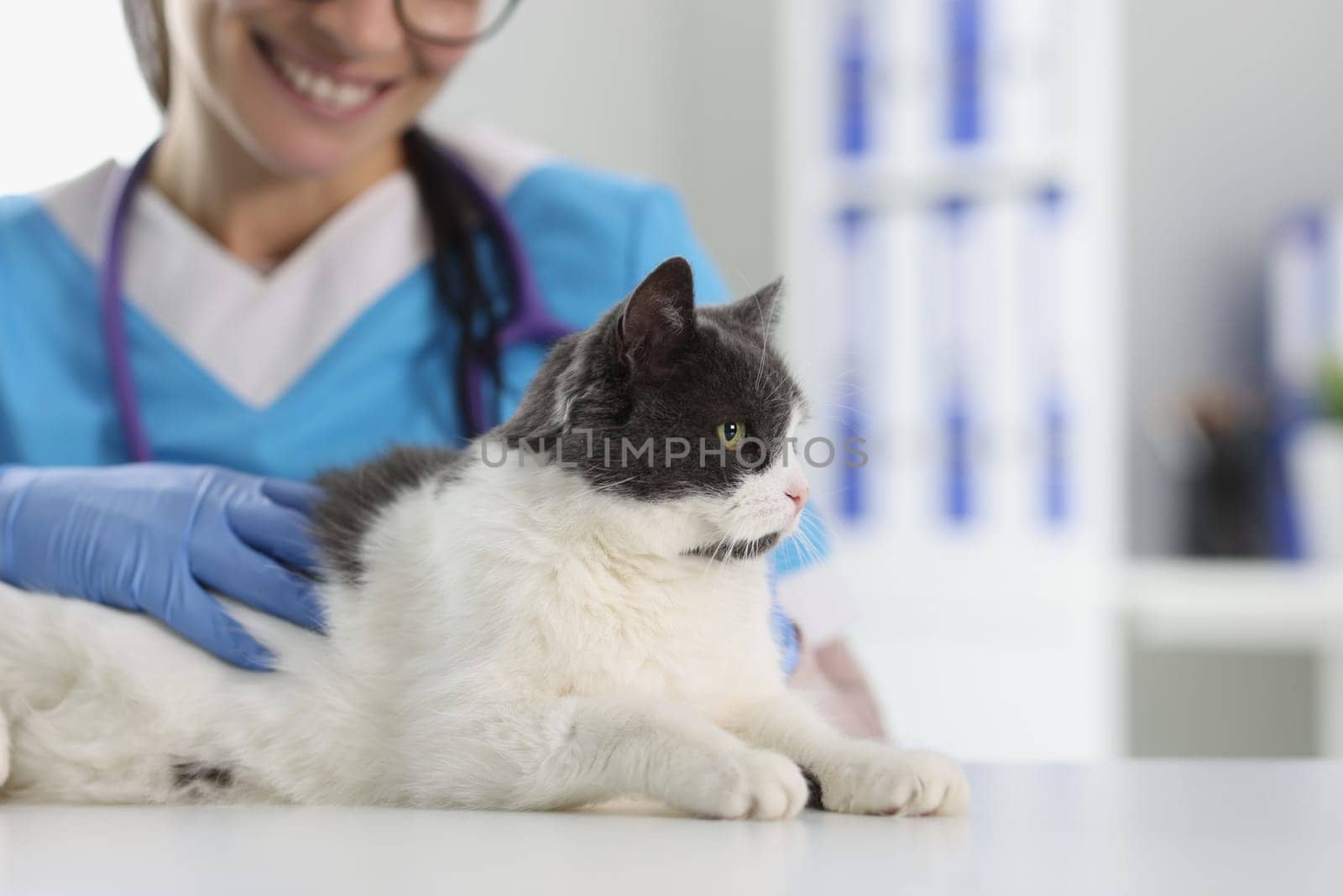 Closeup of veterinarian examining cute beautiful cat. Veterinary clinic and services