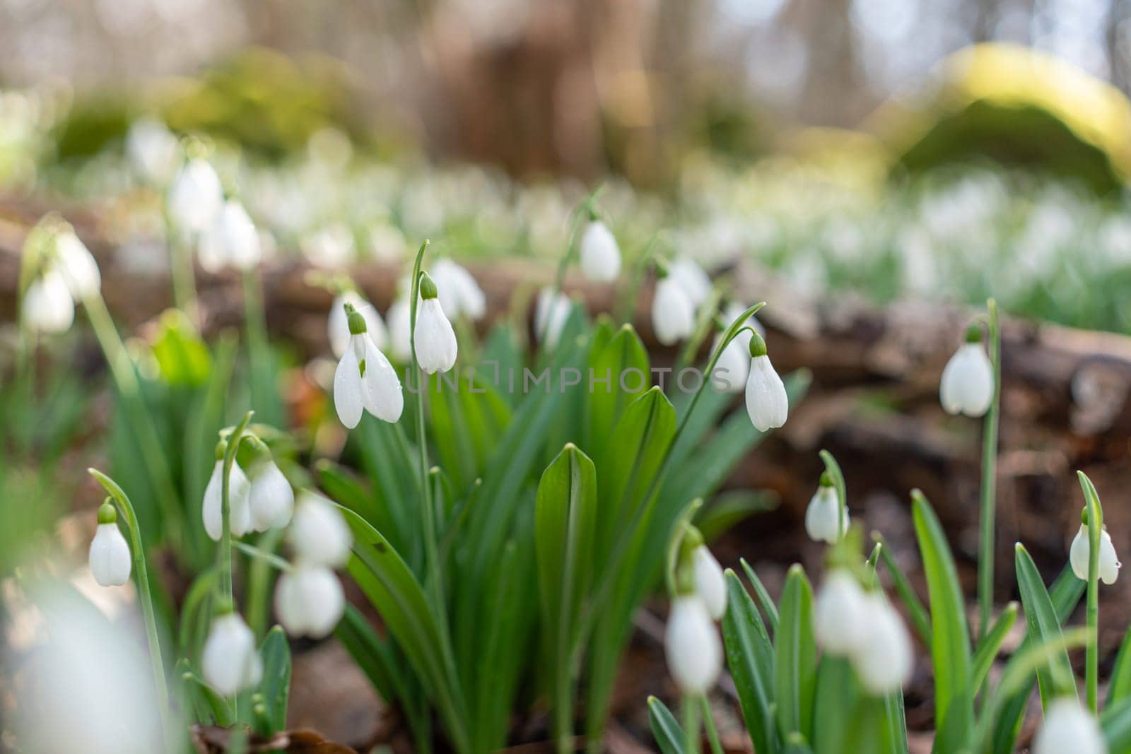 White snowdrops in the early spring in the forest. Beautiful footage of galanthus commonly known as snowdrop.