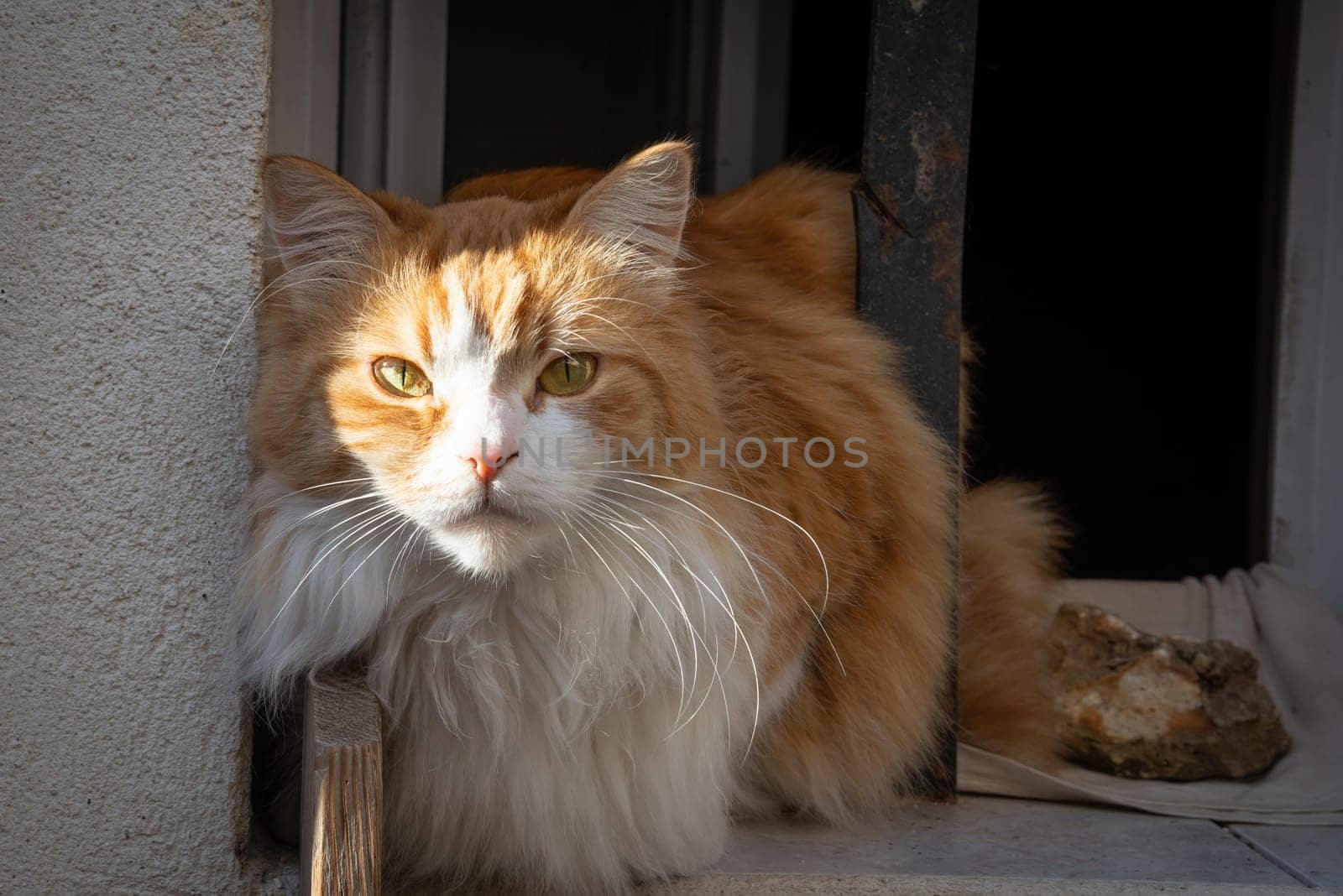 Orange and white cat by MaxalTamor