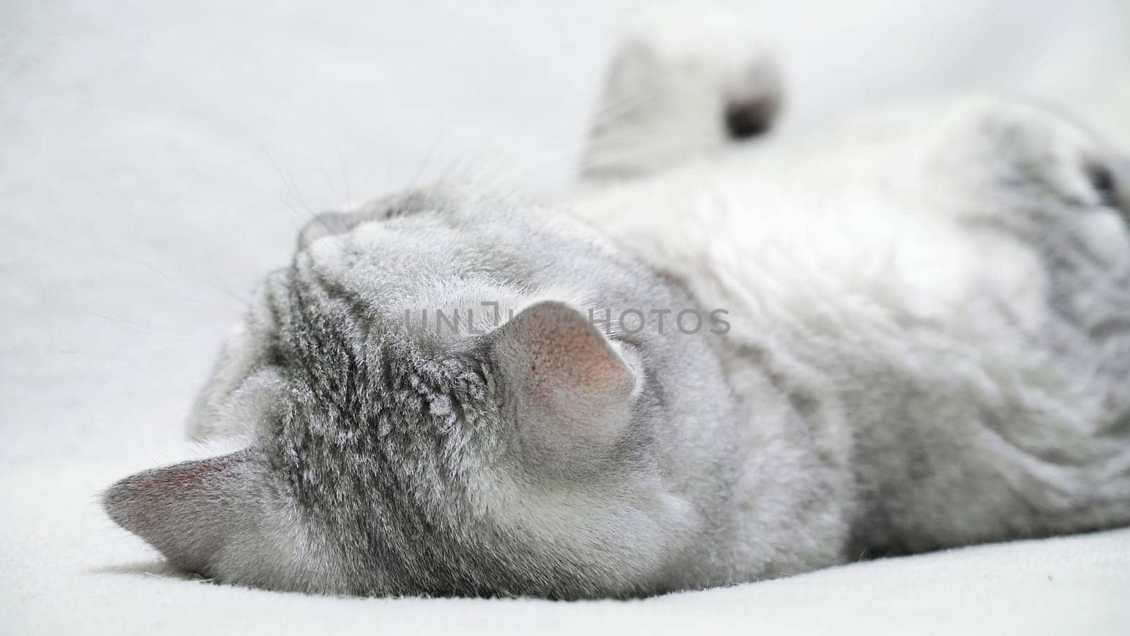 Scottish straight cat lies on his back. Cat upside down. Close up white cat face