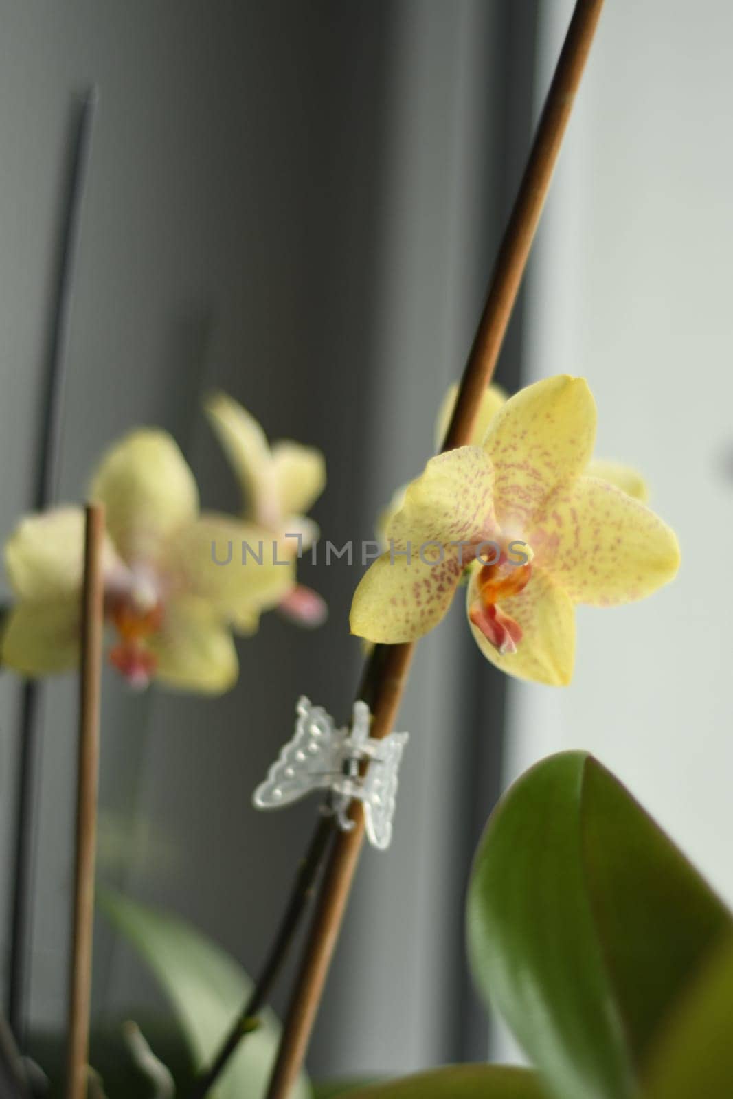 Vertical shot of a yellow-red speckled orchid on windowsill