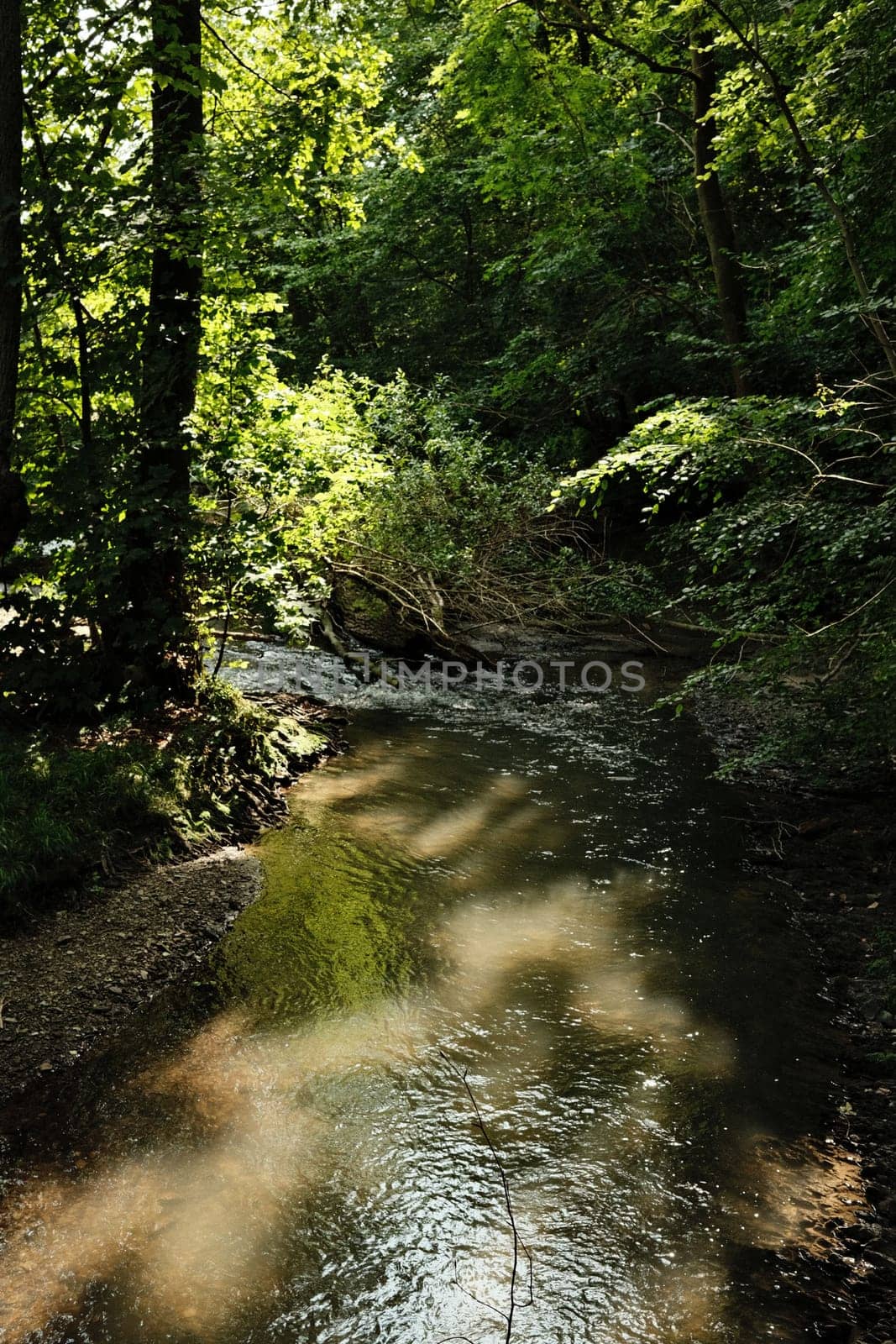 River in the Neander valley near Mettmann town, Germany, vertical shot
