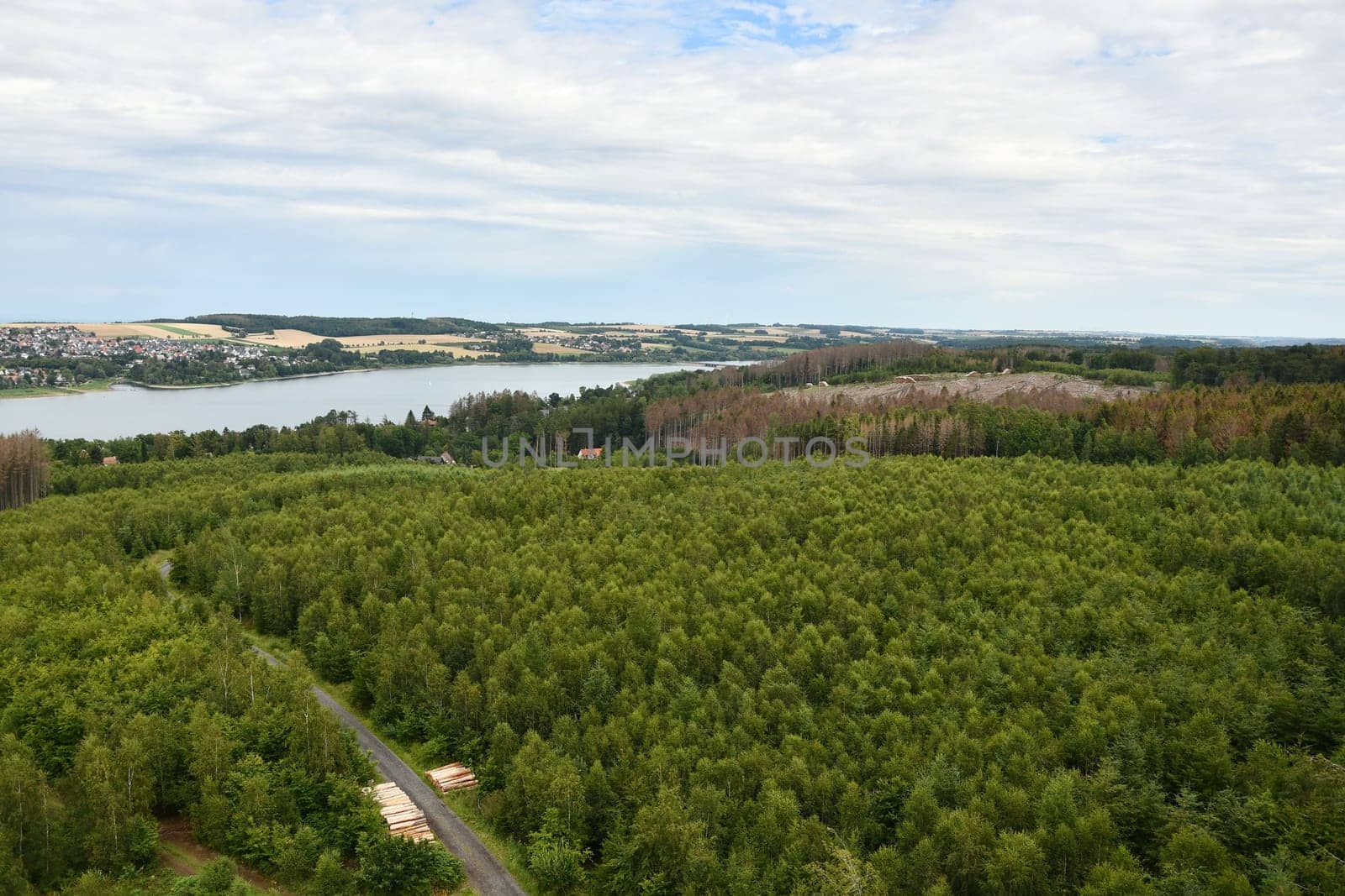 Dying forest of diseased trees with bark beetle infestation at Moehnesee, Germany