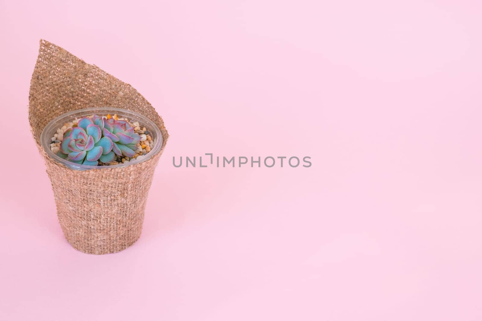 Small succulent Echeveria Apusin a pot and wrapped in burlap on a pink pastel background